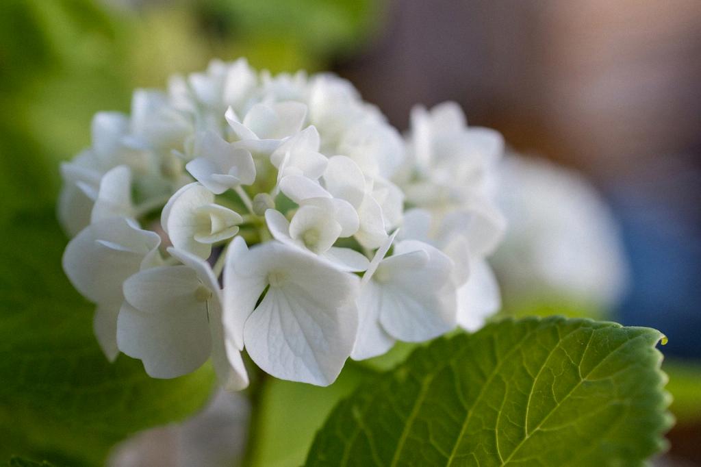 How To Prune A Hydrangea Bush