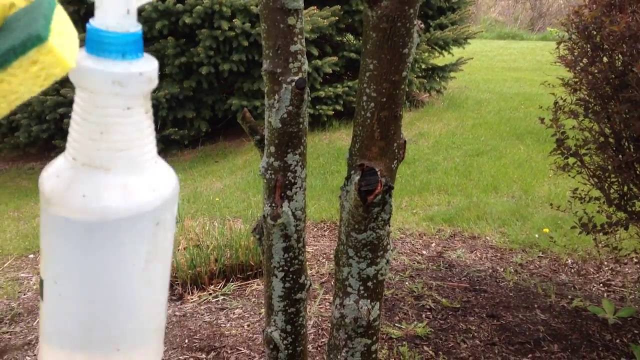 How To Prune Black Knot Fungus From Your Plum Trees Youtube