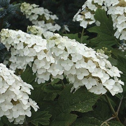 Hydrangea Pruning: A Stepbystep Guide For Bloom Boost