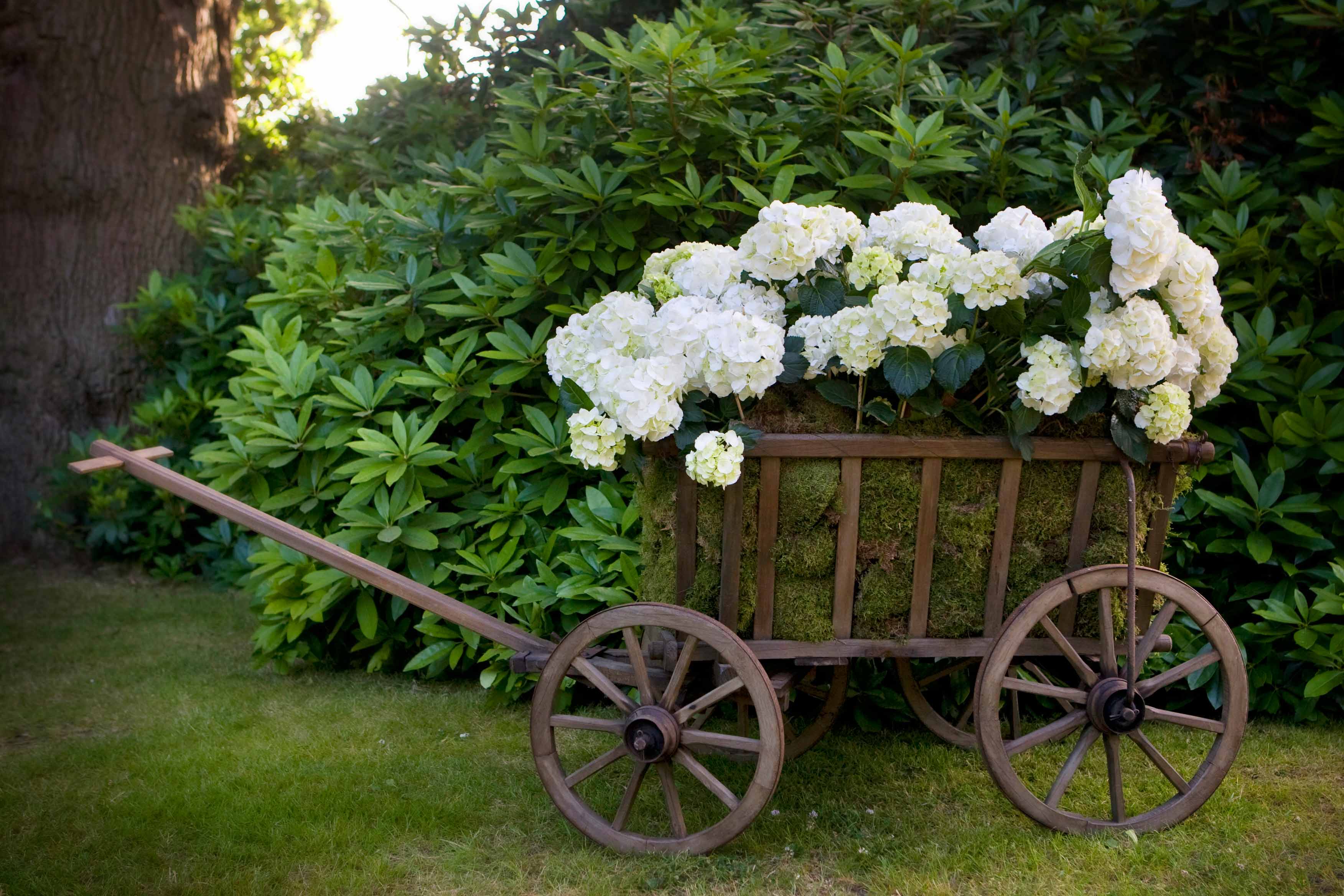 Hydrangeas Guide Blog Amanda Austin Flowers