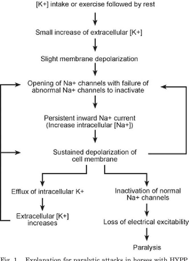 Hyperkalemia In Horses Abangtigaj