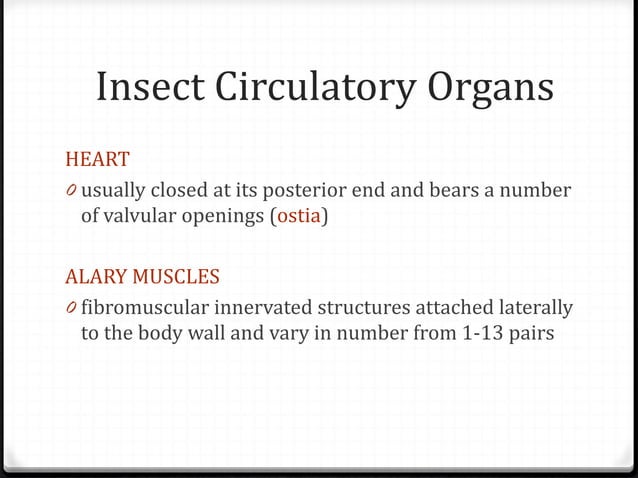 Insect Circulatory System Ppt