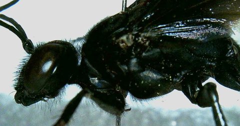 Is The Great Black Wasp Dangerous