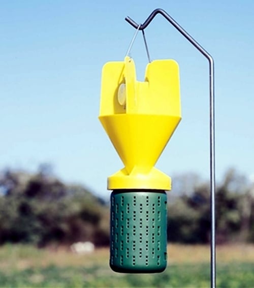 Japanese Beetle Traps: A Comprehensive Guide To Success