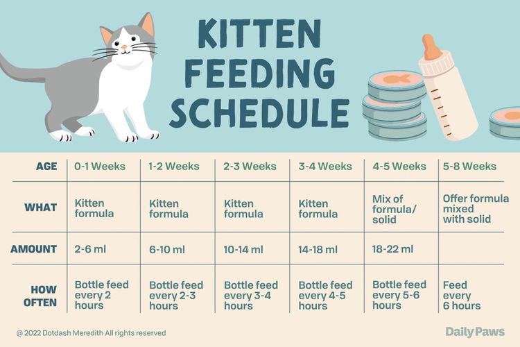 Kitten Feeding Chart For Kittens On A Dry Food Schedule Quantities Of