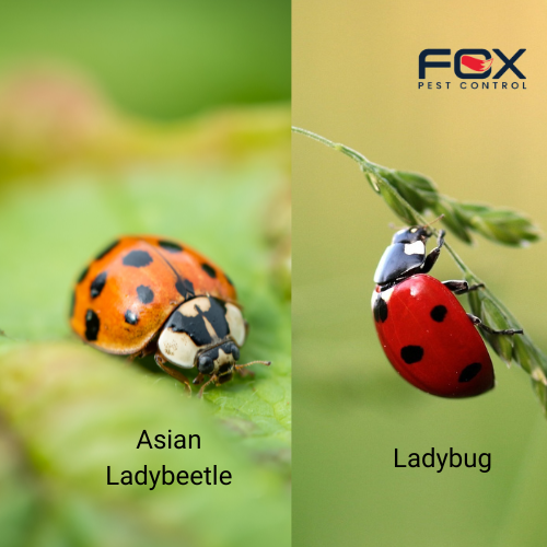 Ladybug Vs Lady Beetle: Unveiling The True Differences