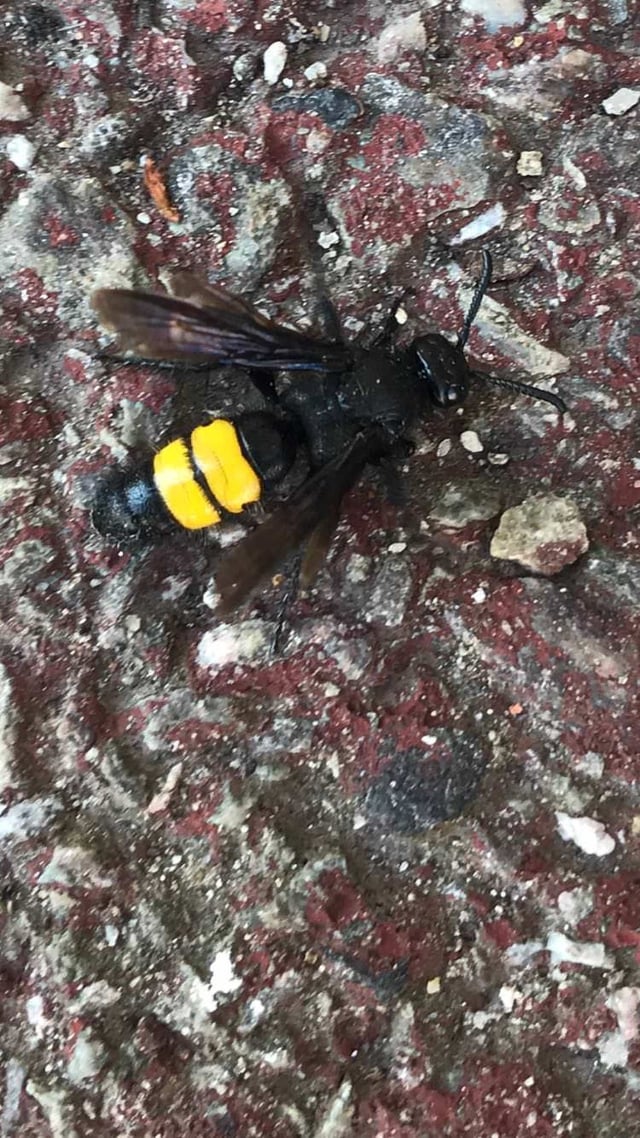 Large Black Wasp With Two Yellow Stripes It S Red Yellow And Black