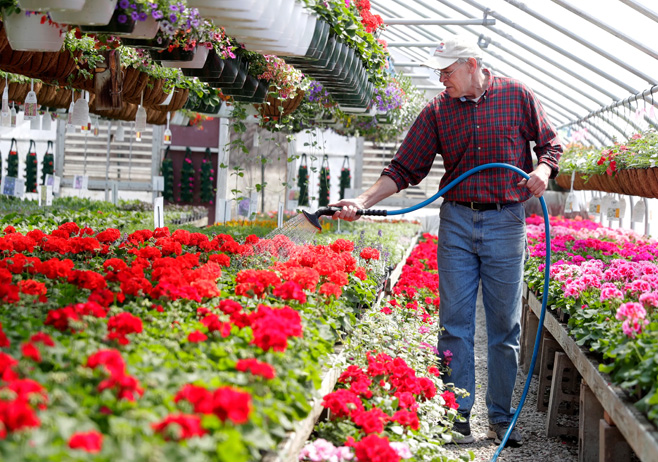 Maximizing Strawberry Yields With Coco Coir And Vertical Farming