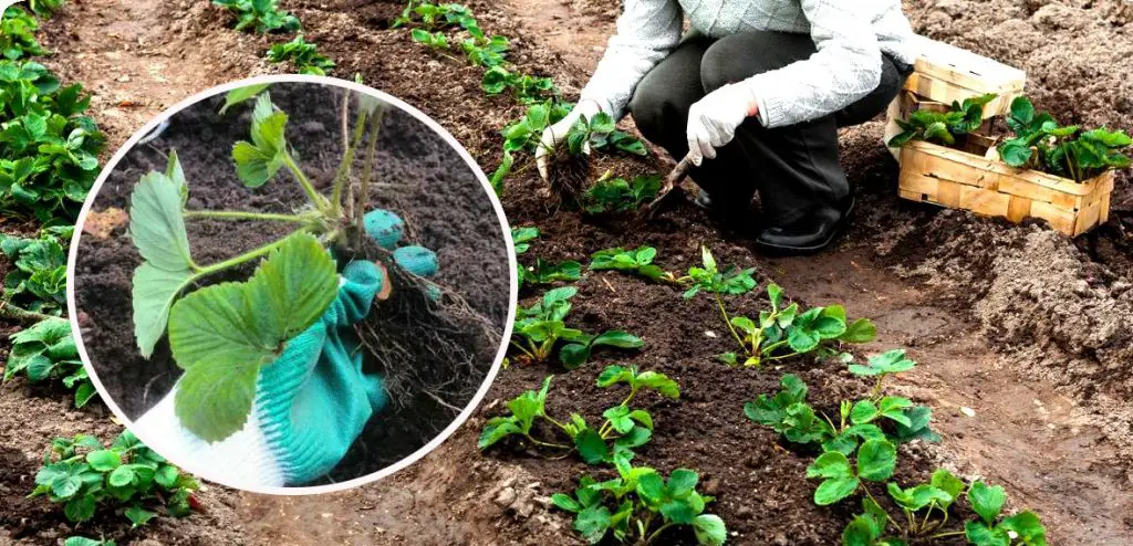 Maximizing Yield: Optimal Techniques For Planting Strawberries