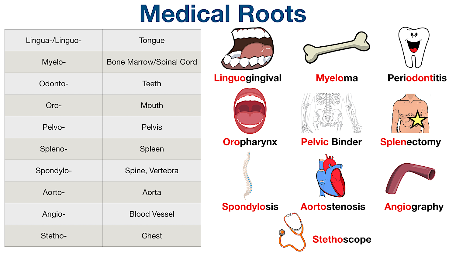 Medical Terminology List Root Word Prefix Suffix Meanings And Course