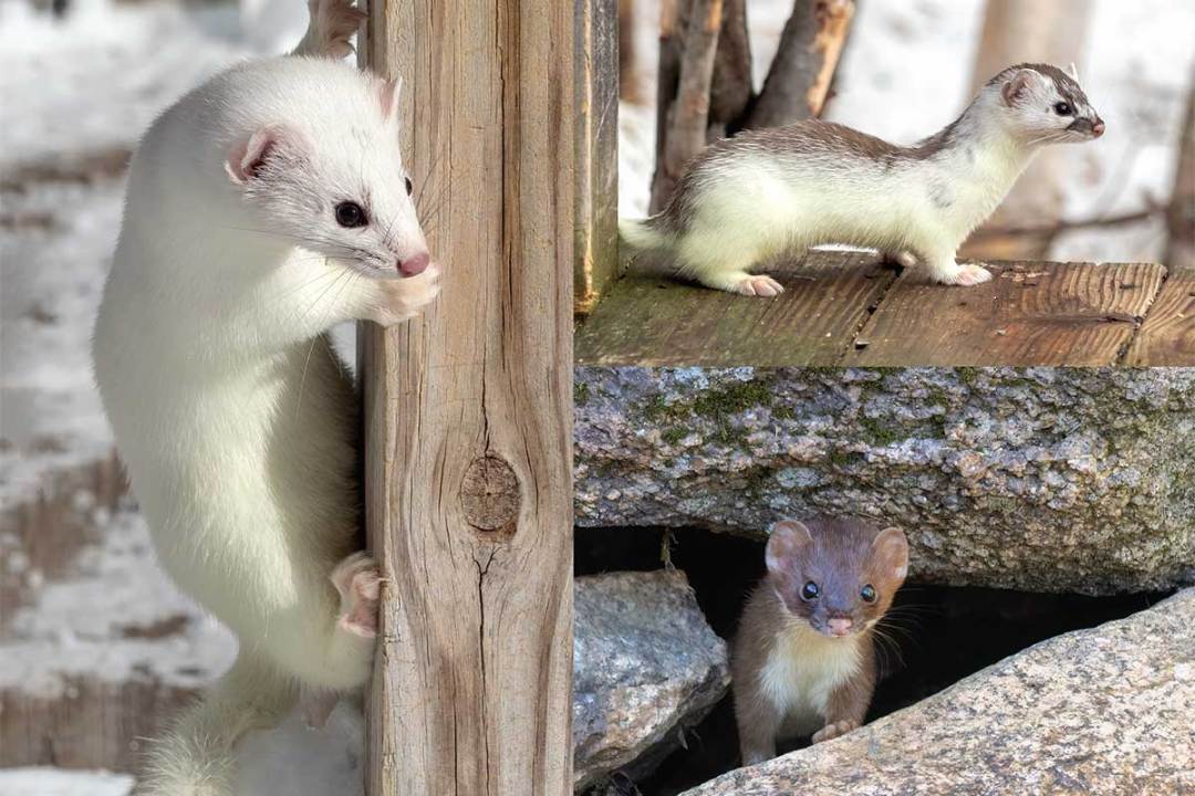 Meet The White Mountain Ermine Mt Washington Valley Vibe