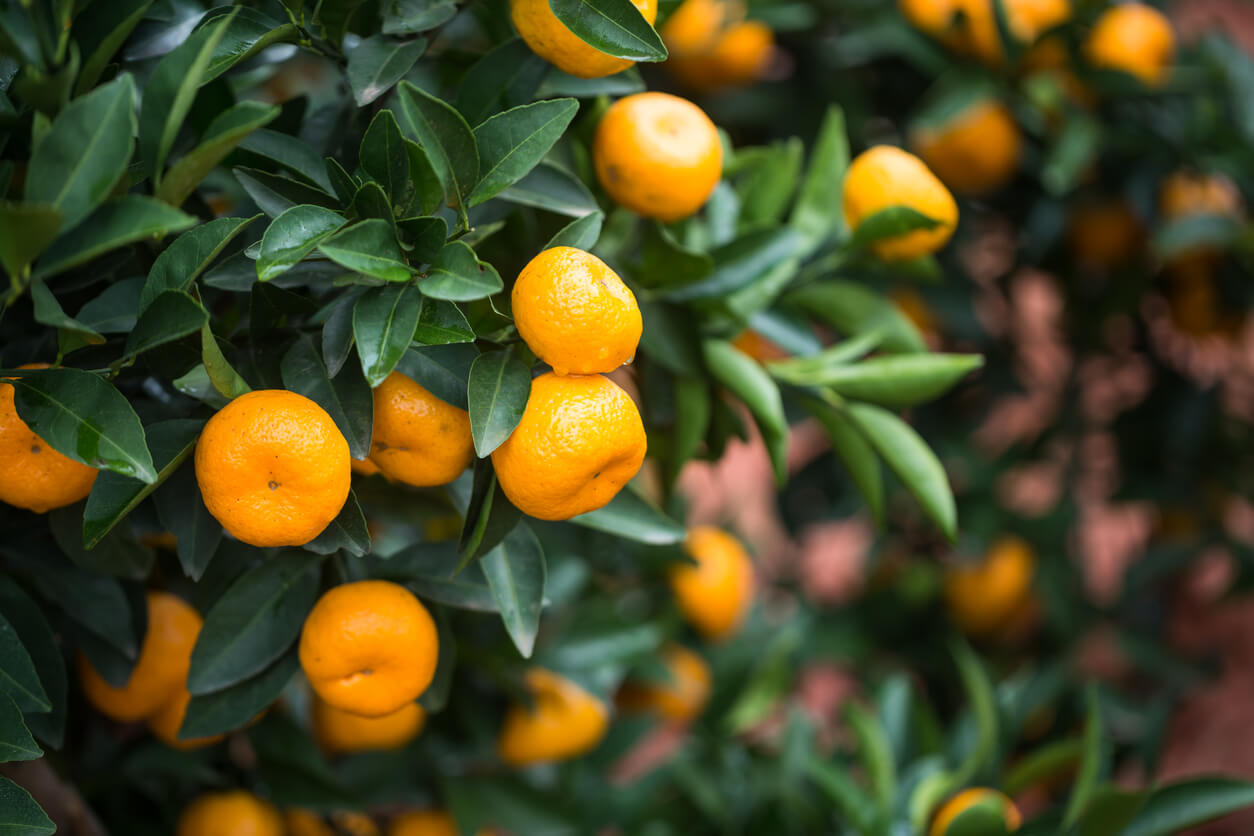 Orange Tree Garden Citrus Fruit Tree Free Uk Delivery Over 50