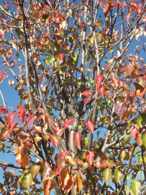 Ornamental Pear Tree