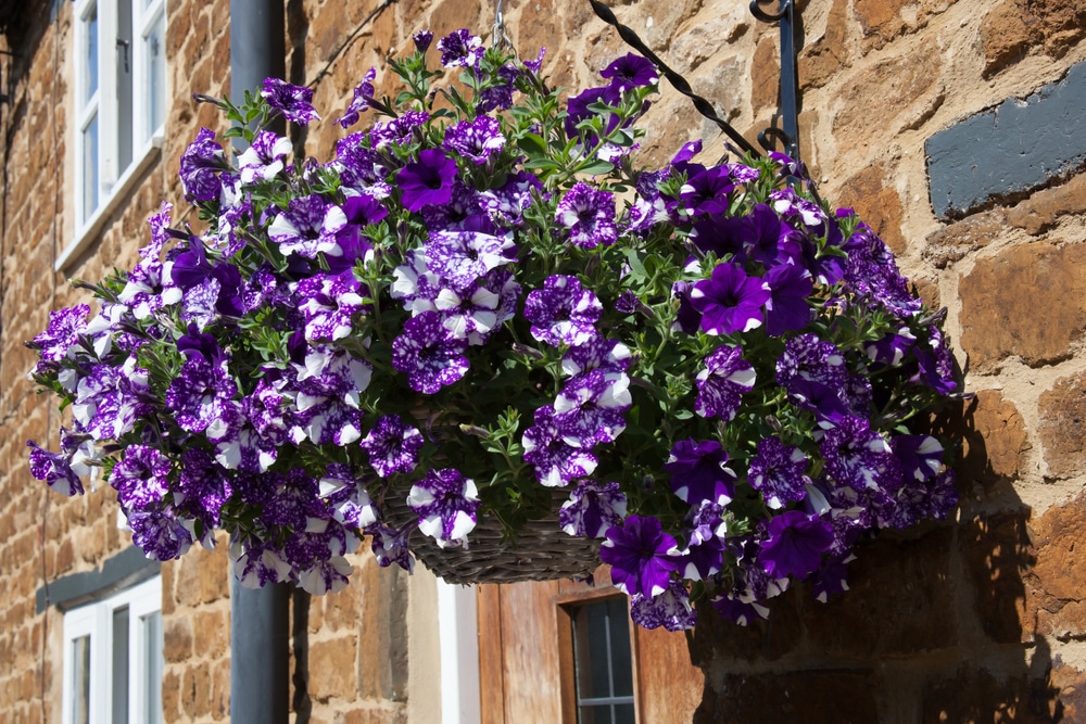 Petunias: Thriving In Sunlight  Expert Care Guide