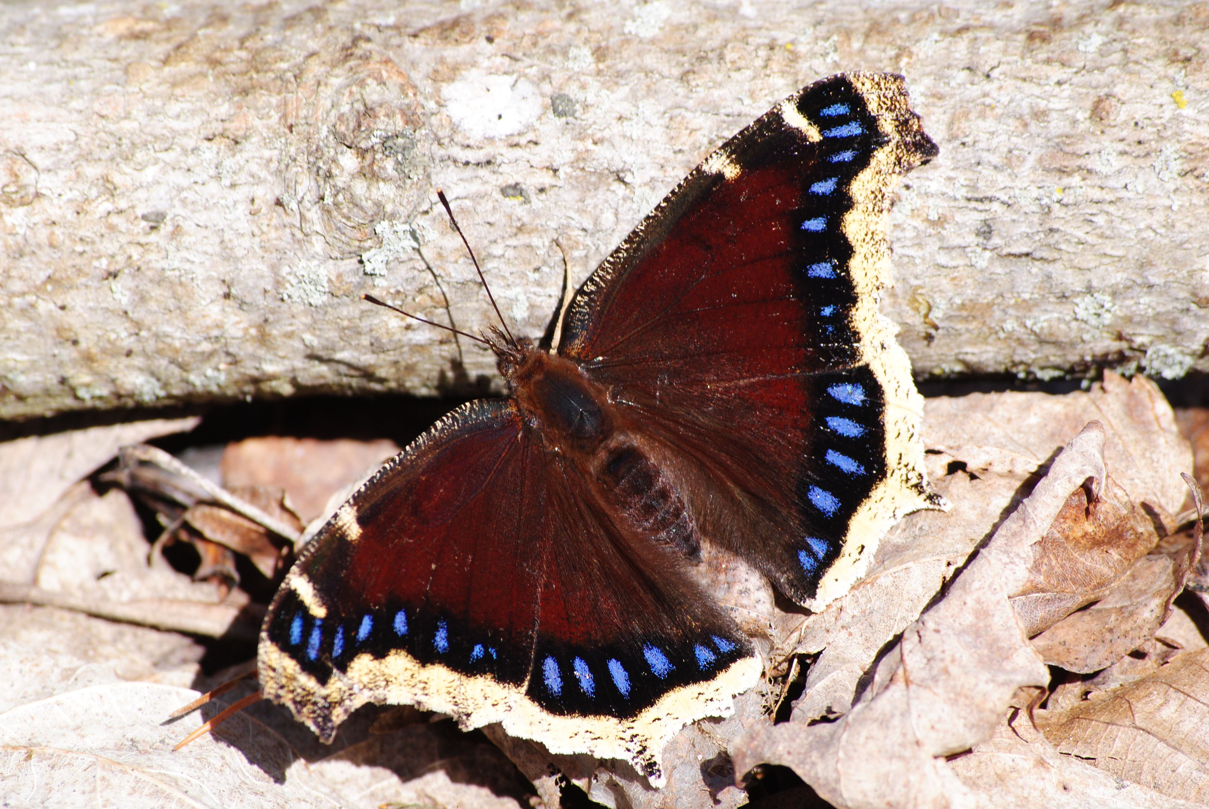 Photo Mourning Cloak Butterfly Wunderground Com Butterfly Cloak