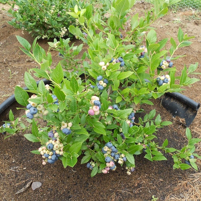 Planting Blueberries: Expert Tips For Abundant Yields