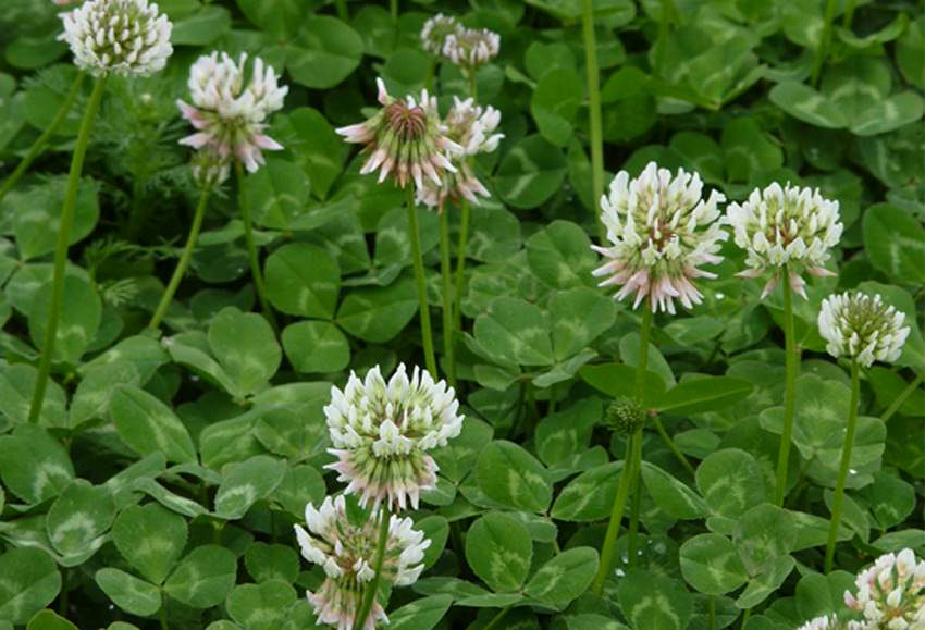 Planting White Clover How To Grow White Clover