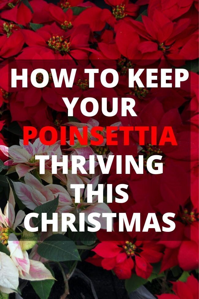 Poinsettia Care: Keep Your Christmas Flower Healthy