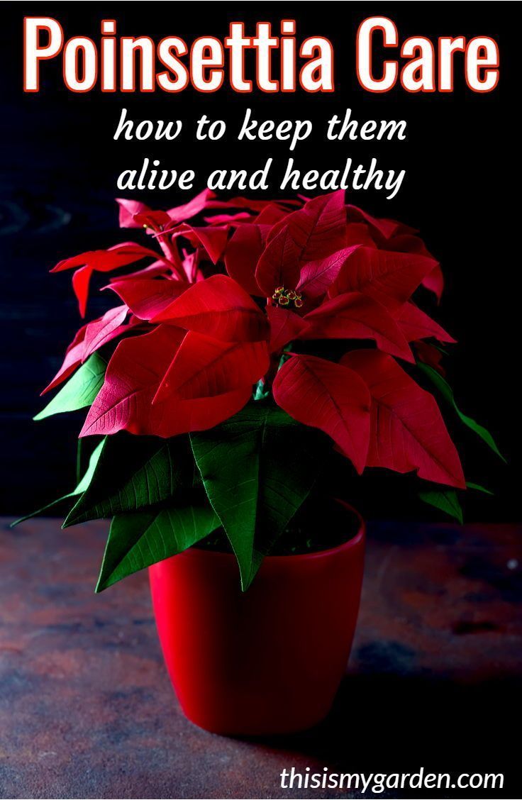 Poinsettia Care Keeping Poinsettias Alive Before And After Christmas