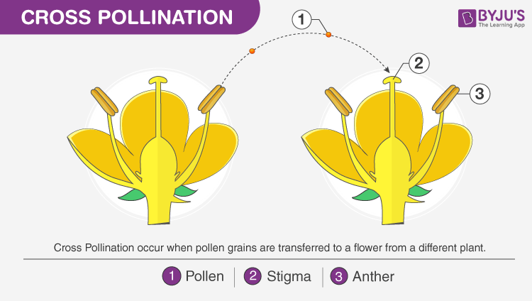 Pollination Definition Process Types Self Pollination Faqs