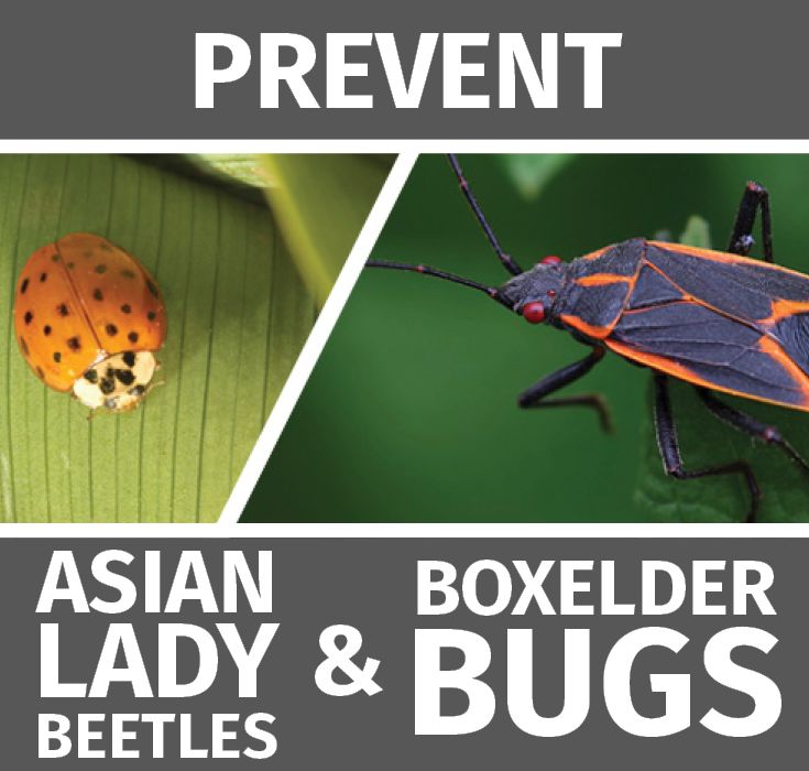 Prevent Asian Lady Beetle And Boxelder Bug Infestations Lady Beetle