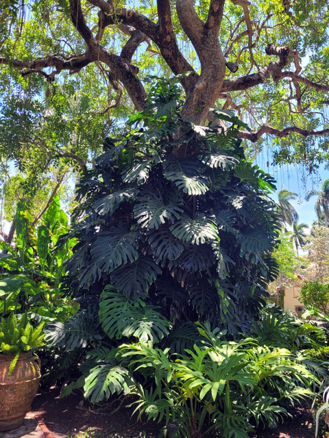 Propagating Monstera Deliciosa