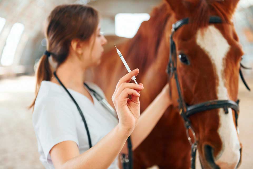 Protect Your Horse From Strangles Royalton Equine Veterinary Services