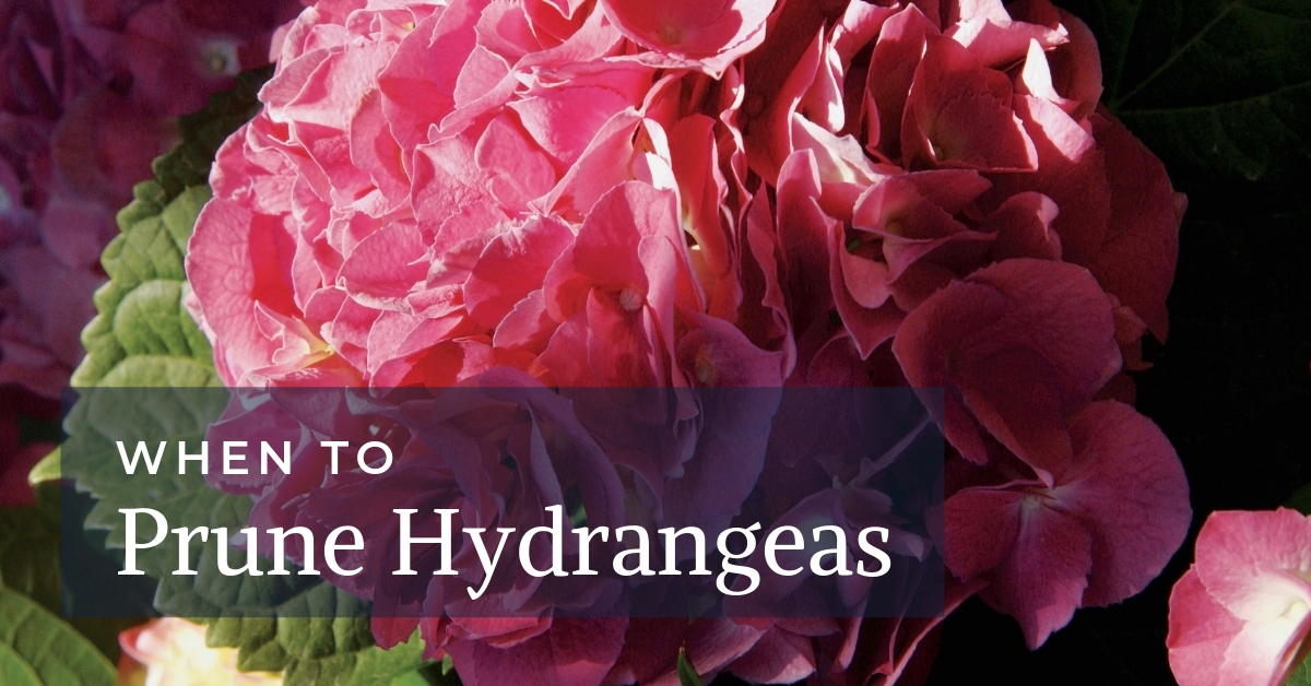 Pruning Hydrangeas: A Guide To Perfect Timing