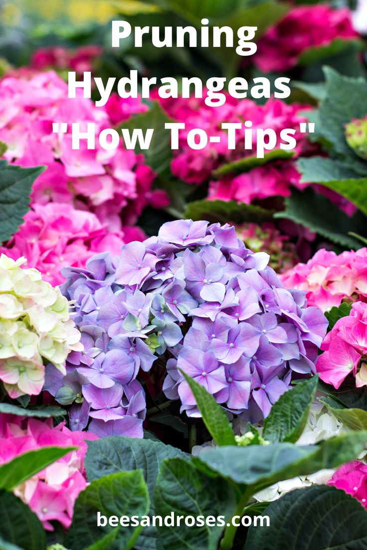 Pruning Hydrangeas How To When To Spring Winter Fall Summer