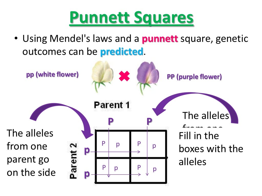 Punnett Squares Unlocked: Master Genetic Variation