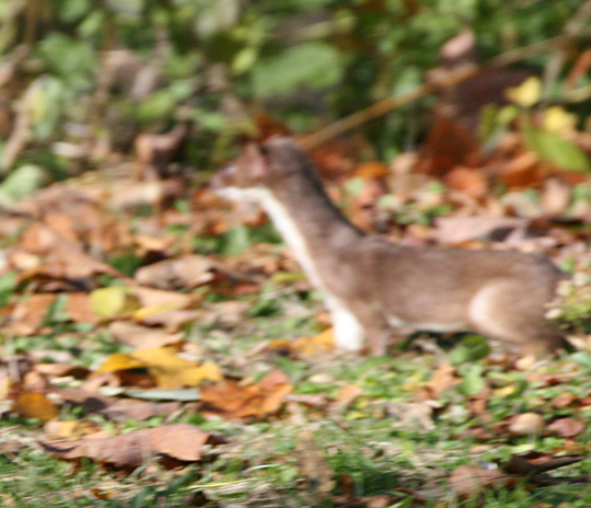 Pure White Ermine Short Tailed Weasel This Shot Goes Bac Flickr