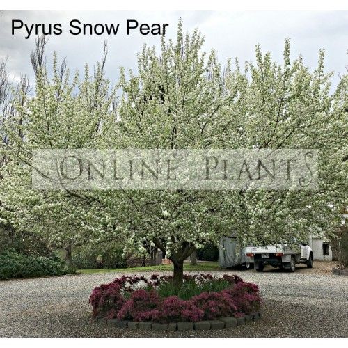 Pyrus Nivalis Snow Pear Ornamental Pear Trees Speciality Trees