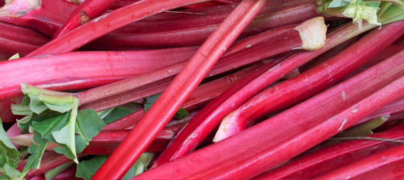 Rhubarb Planting Growing And Harvesting Rhubarb The Old Farmer S