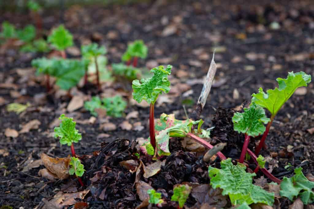 Rhubarb Seeds How To Grow Harvest And Care For Delicious Stalks A