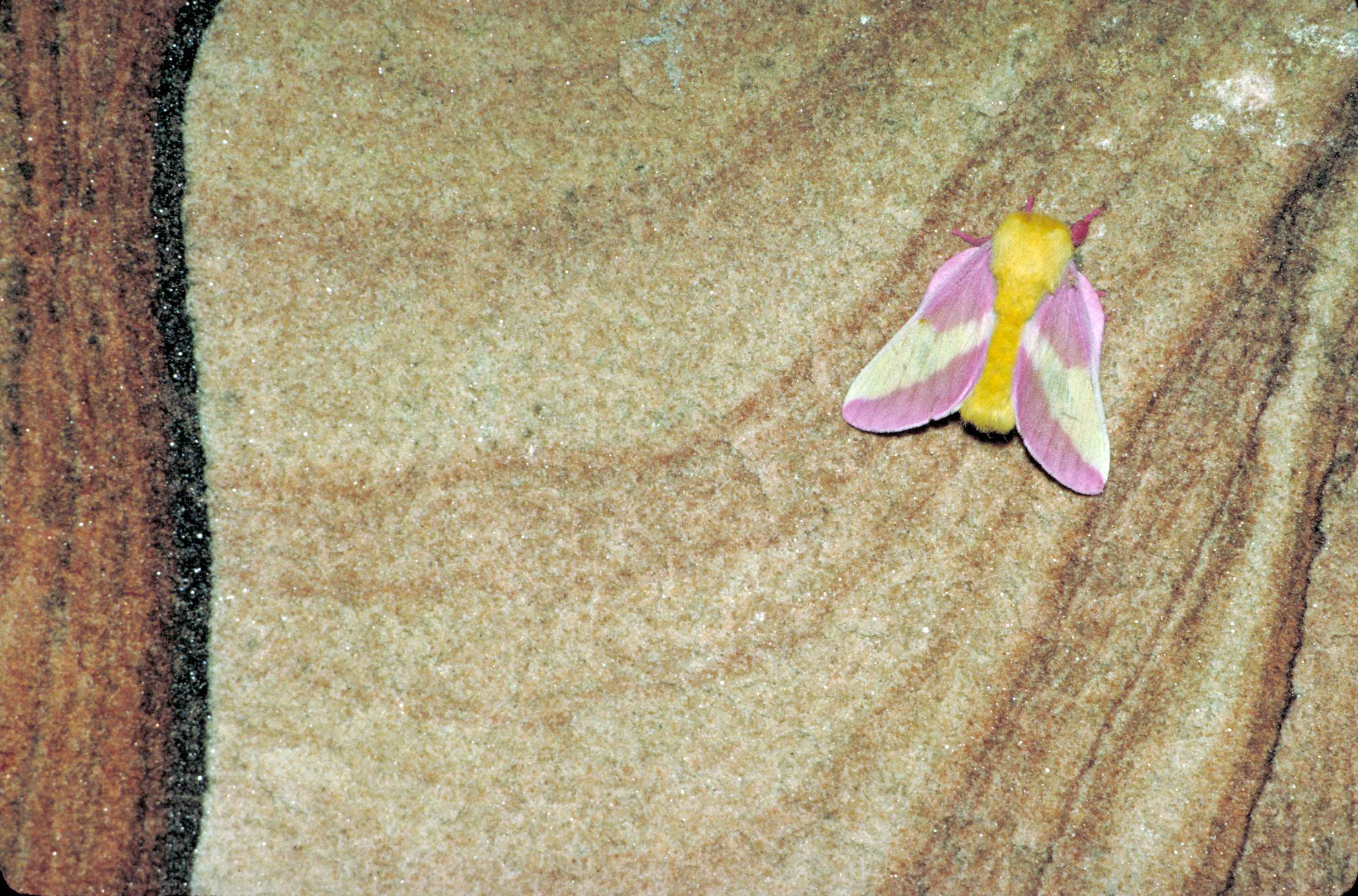 Rosy Maple Moth Dryocampa Rubicunda Fabricius 1793 Butterflies And