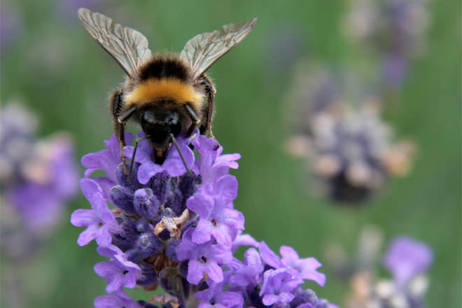 Self Pollination Vs Cross Pollination Youtube