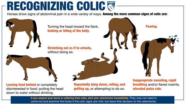 September Impaction Colic Swiftsure Equine