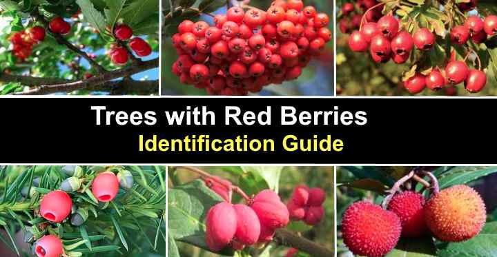 Service Berry Tree: A Comprehensive Guide To Cultivation