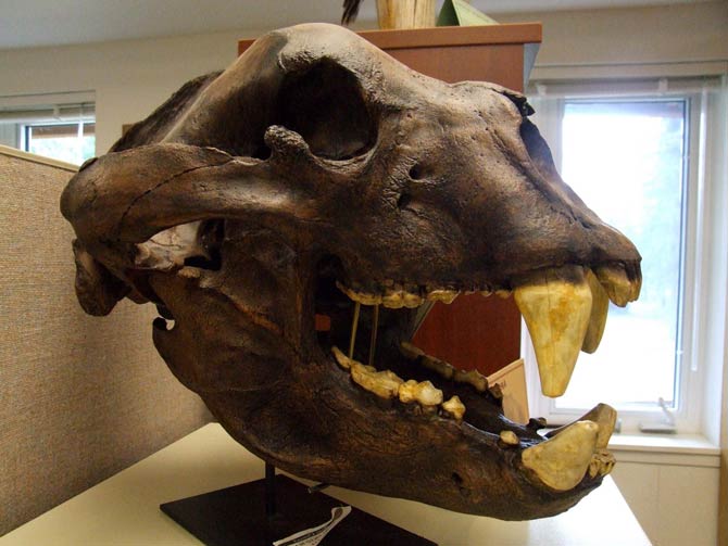 Short Faced Bear The Largest Bear Of All Time Dinoanimals Com