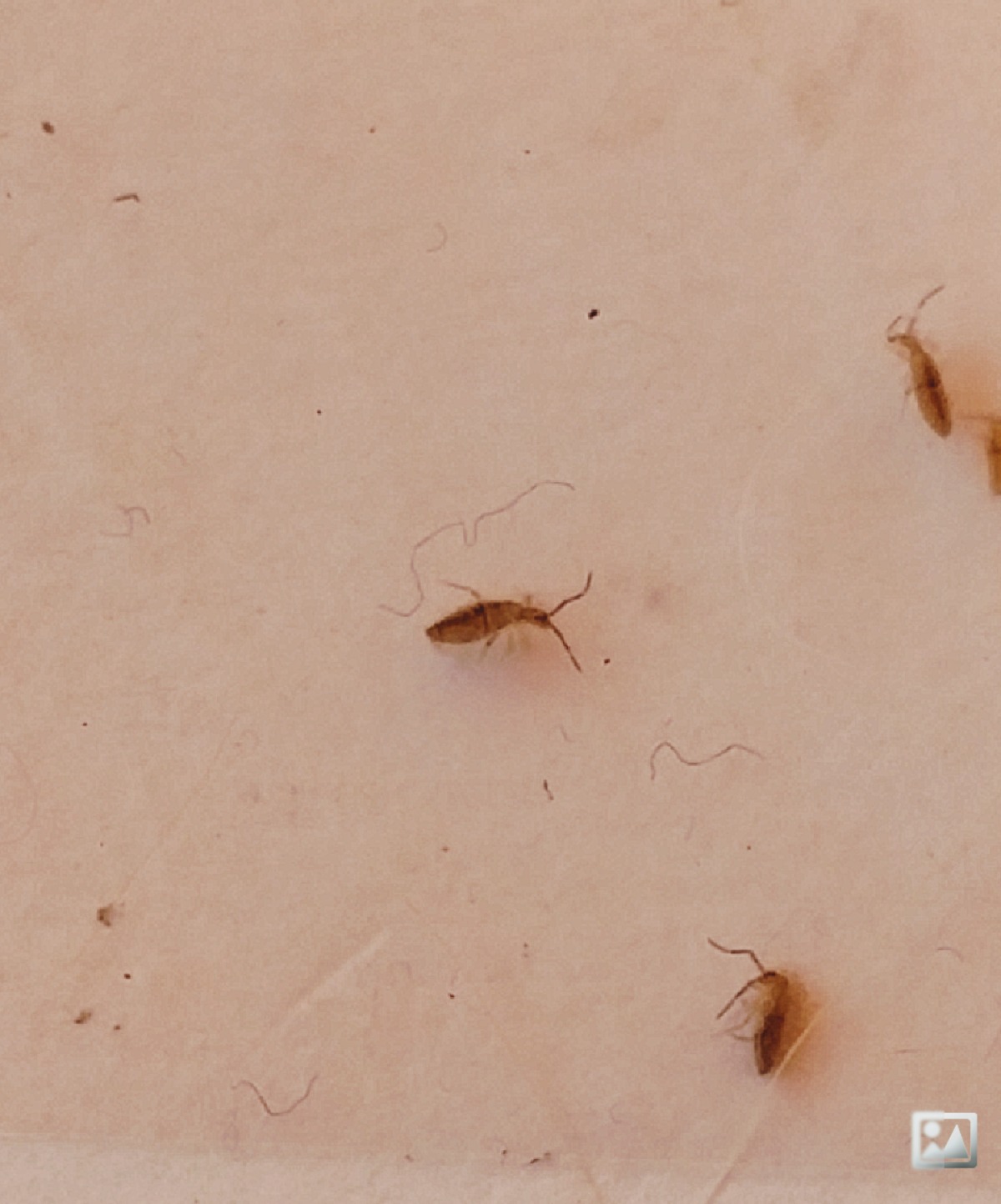 Small Tiny Brown Bugs In My House What Are They School Of Bugs