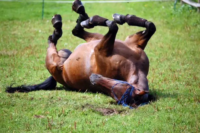 Stages Of Colic In Horses