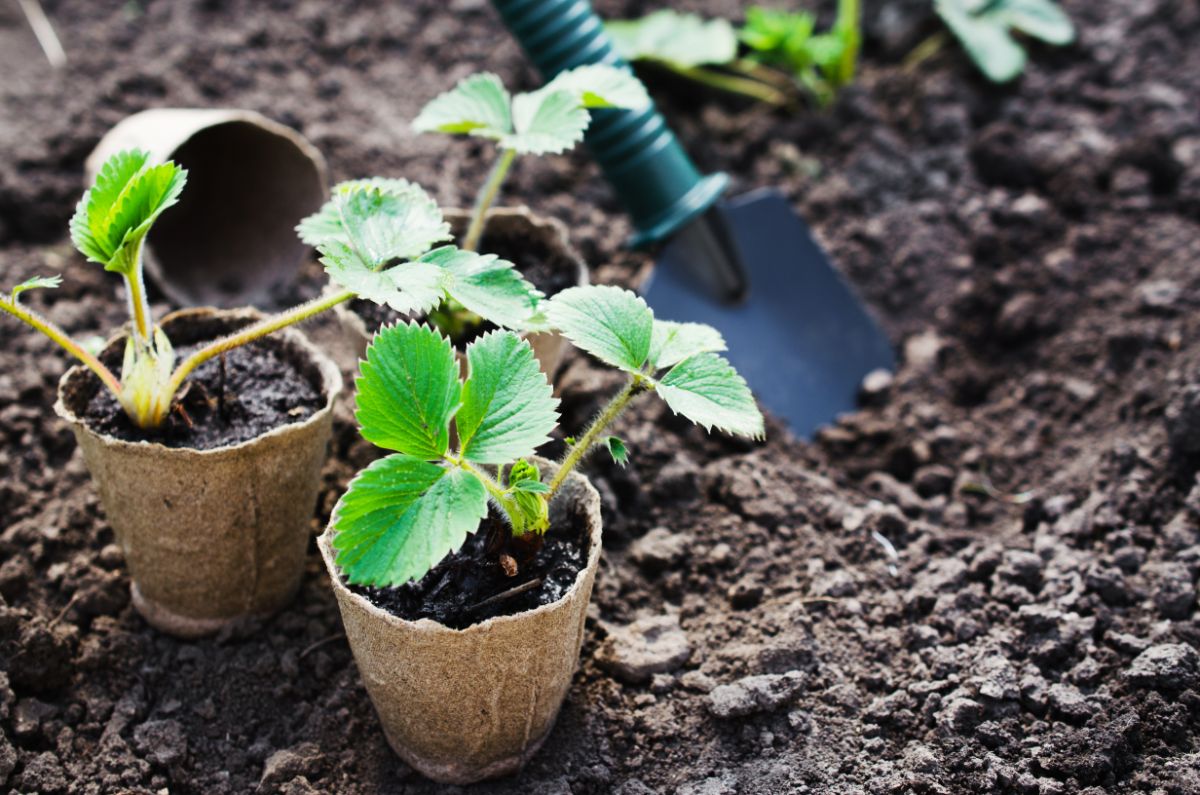 The Benefits Of Planting Strawberry Plants Deep A Guide To Maximizing