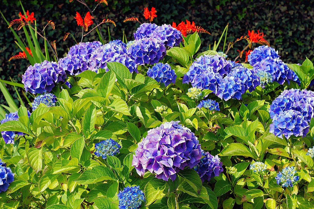 The Best Times To Prune Your Hydrangeas