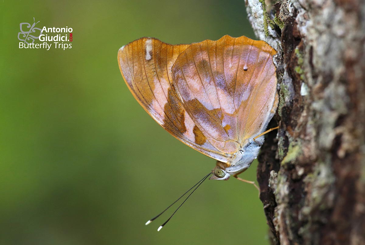 The Caterpillar's Transformation: A Guide To Heron Marathus Butterflies