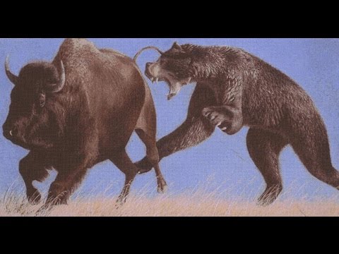 The Short Faced Bear America S Top Predator Youtube