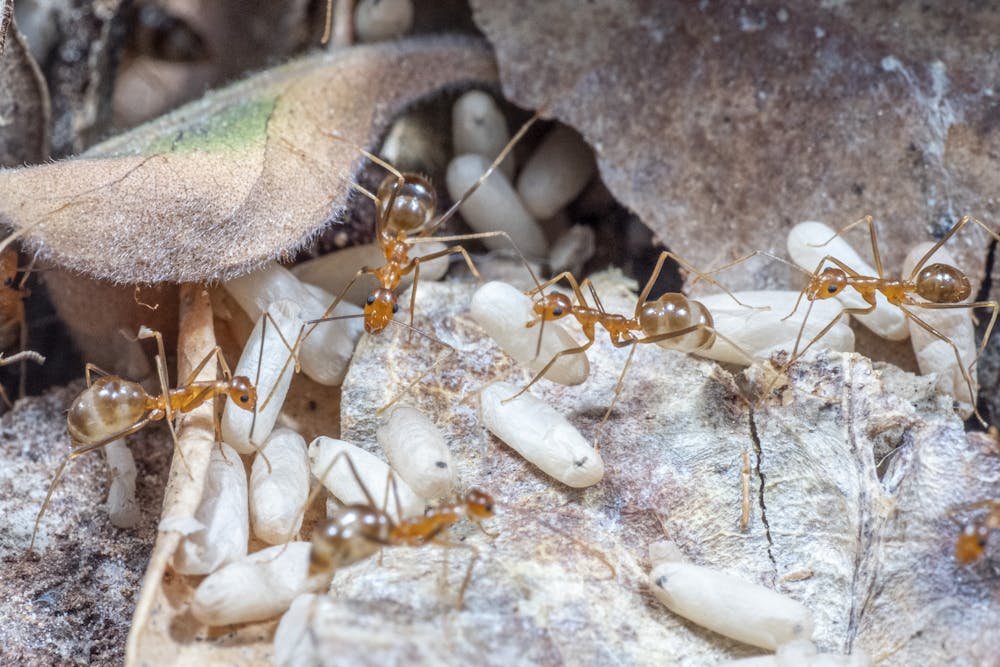 The Workers Of Yellow Crazy Ants Can Act Like Lazy Wannabe Queens So