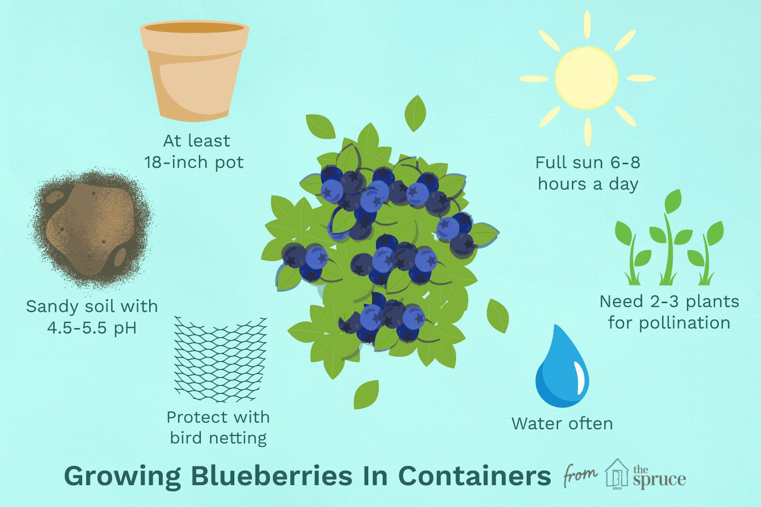 Tips For Growing Blueberries In Containers Gardener S Path