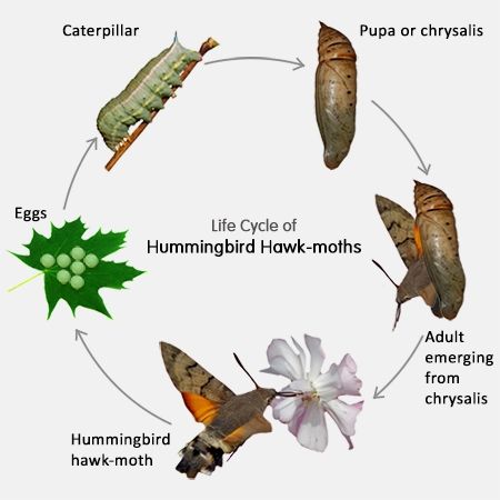 Tomato Hornworm Life Cycle Lavonda Sadler