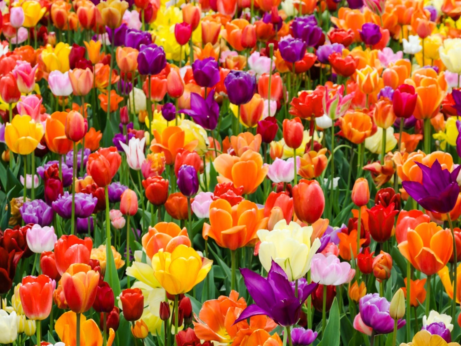 Tulips And Bulbs: A Guide To Stunning Spring Displays