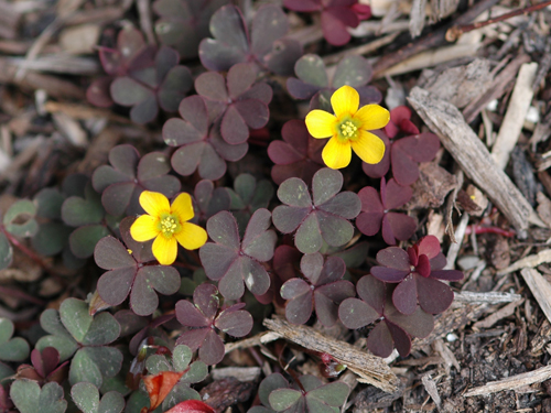 Turf Finder Yellow Wood Sorrel Oxalis Corniculata Turf Finder